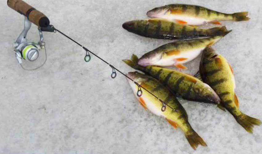 Find Me Some Perch - AnyGlide